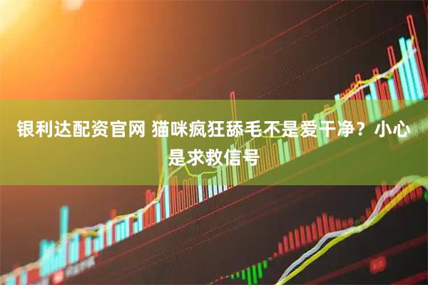 银利达配资官网 猫咪疯狂舔毛不是爱干净？小心是求救信号
