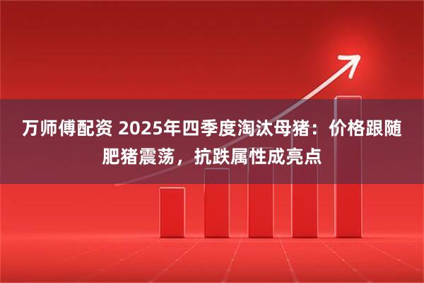 万师傅配资 2025年四季度淘汰母猪：价格跟随肥猪震荡，抗跌属性成亮点